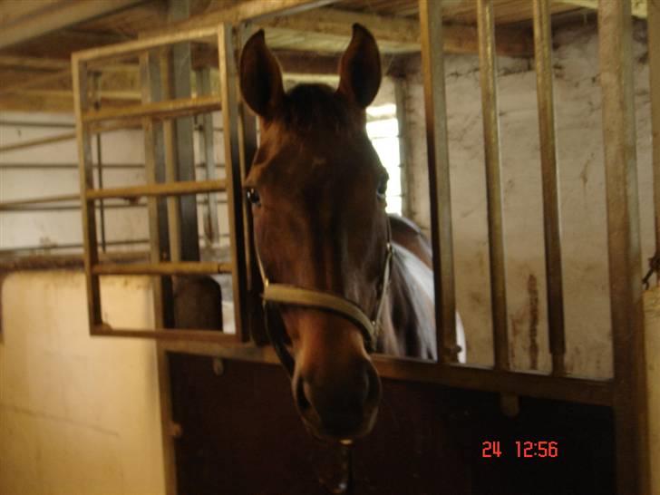 Dansk Varmblod Helia Enemærke *SOLGT* (Himmelhest) billede 9