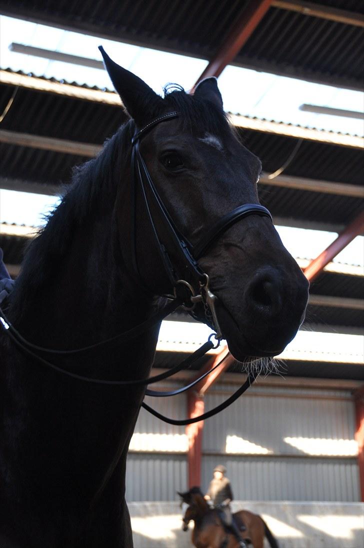 Dansk Varmblod Enormous Amadæus - Min store dreng :D billede 1