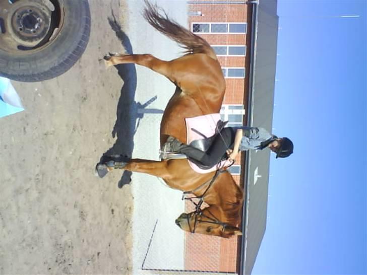 New Forest Vannetie - her er jeg såå :b  billede 7