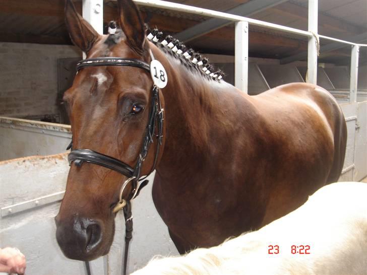 Anden særlig race Kildegårdens Mirage SOLGT (himmelhest :-() - Mirage klar til kåring i DPA 06 billede 1