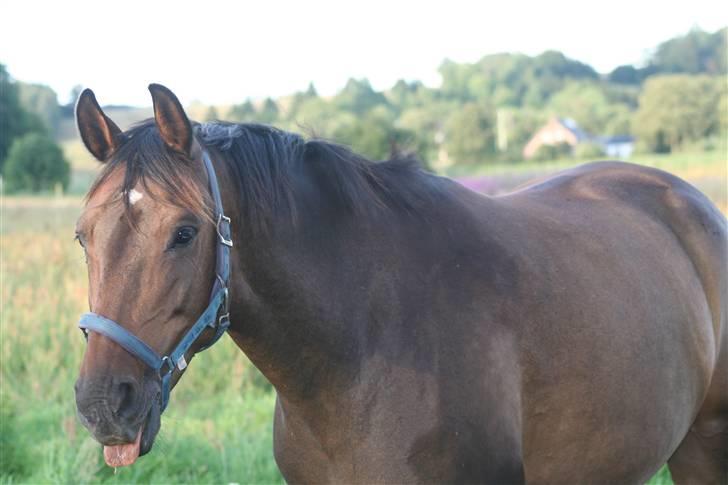 Anden særlig race Kildegårdens Mirage SOLGT (himmelhest :-() billede 5