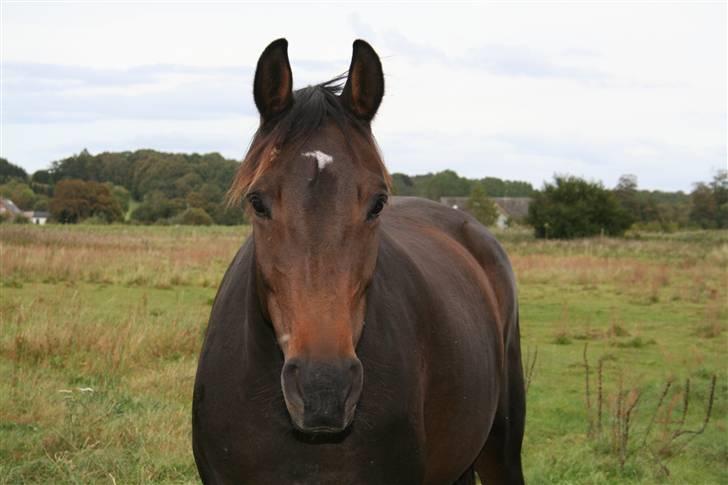 Anden særlig race Kildegårdens Mirage SOLGT (himmelhest :-() billede 7