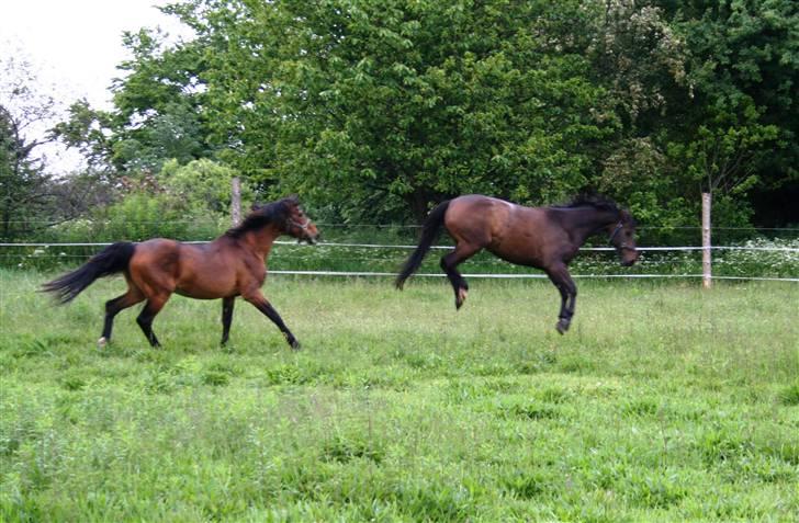 Anden særlig race Kildegårdens Mirage SOLGT (himmelhest :-() - Mirage var ikke helt begejstret for hingsten til at start med billede 9