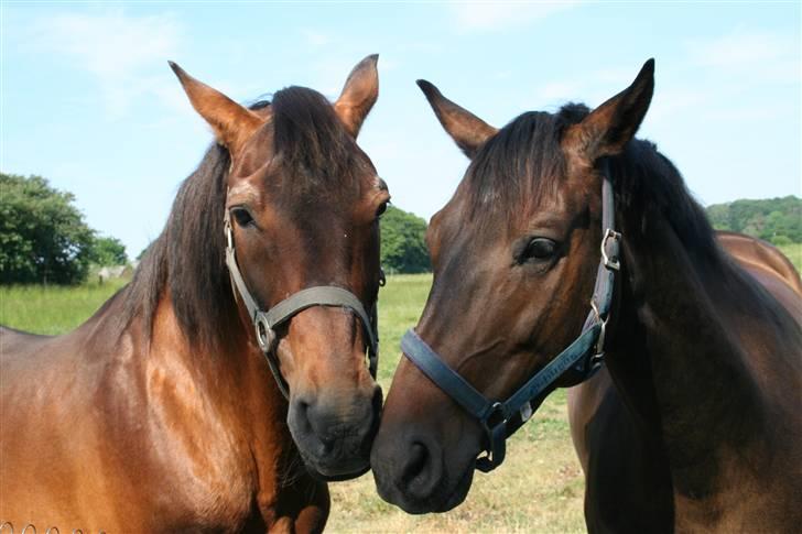 Anden særlig race Kildegårdens Mirage SOLGT (himmelhest :-() - dejligt kærestepar  billede 11