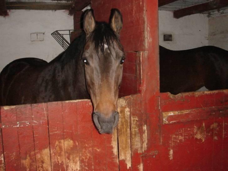 Anden særlig race Kildegårdens Mirage SOLGT (himmelhest :-() - lige kommet hjem i stalden efter jeg købte hende 04 billede 18