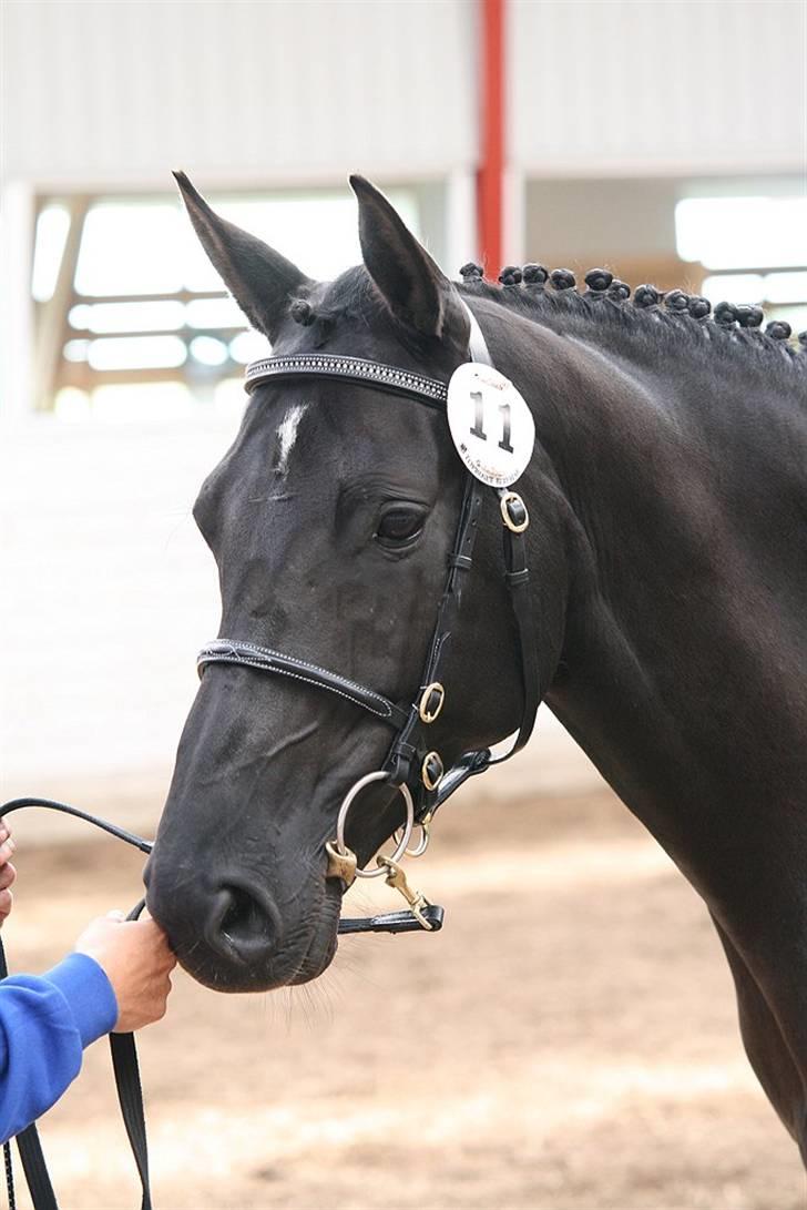 DSP Westerndorf Hirstory - hoppekåring herning 07 fløjhoppe billede 1