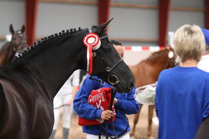 DSP Westerndorf Hirstory - hoppekåring 07 billede 2