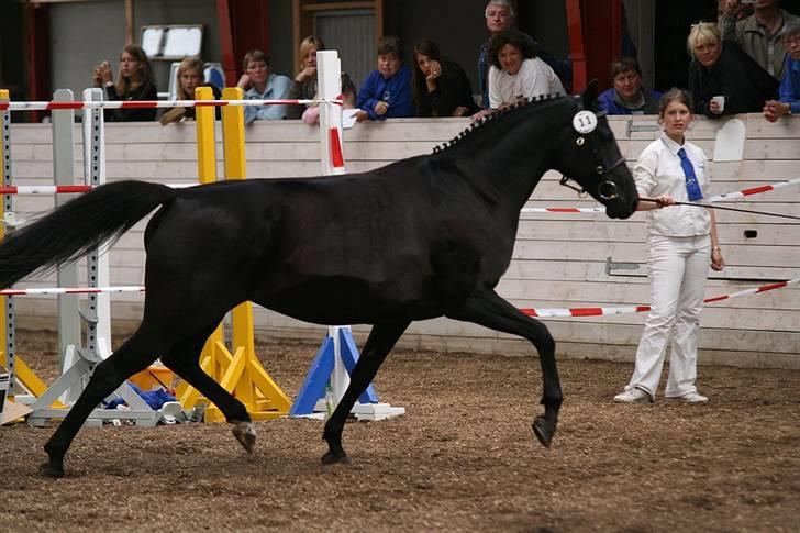 DSP Westerndorf Hirstory - hoppekåring 07 billede 3
