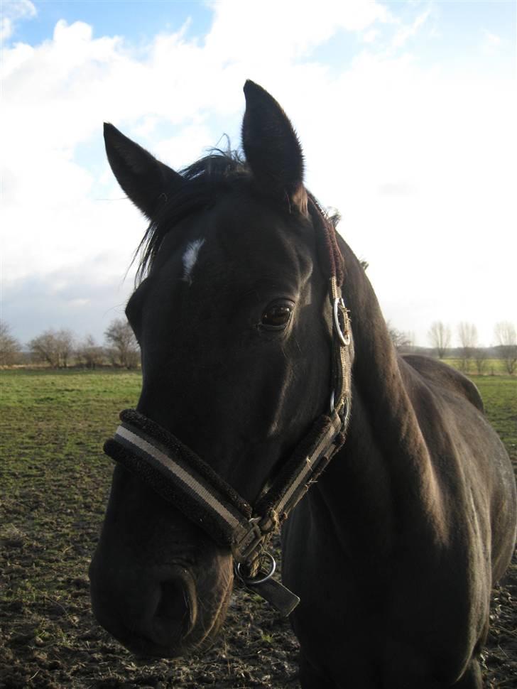 DSP Westerndorf Hirstory - på fold billede 4