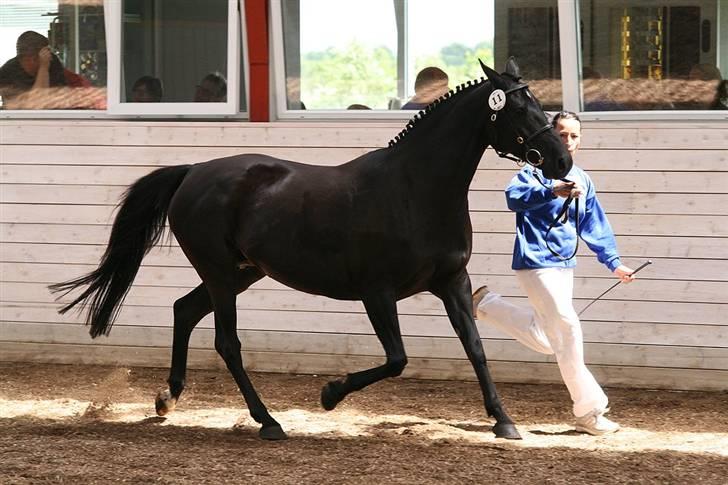 DSP Westerndorf Hirstory - hoppekåring 07 billede 5