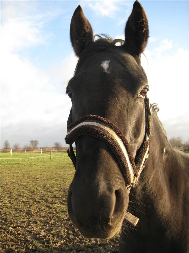 DSP Westerndorf Hirstory - history på fold :) billede 7