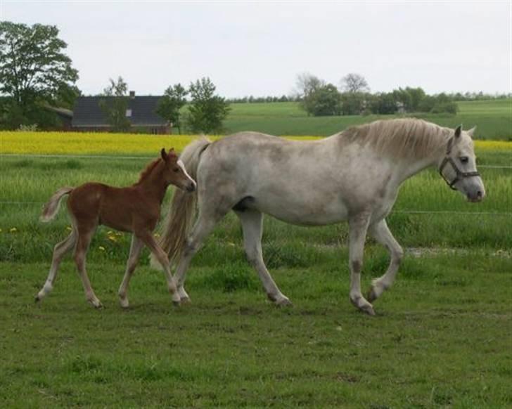 Welsh Pony af Cob-type (sec C) Skovbjergs Blai billede 4