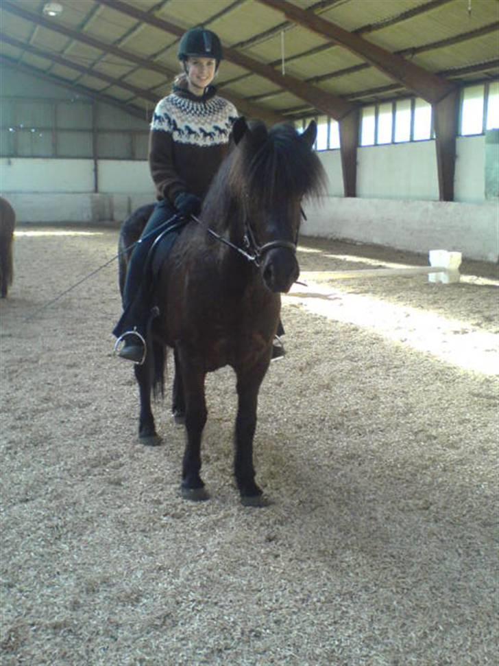 Islænder Glossa fra Mellemholm  - I ridehuset på NR :) billede 13