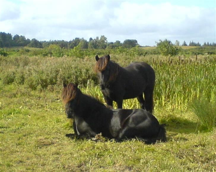 Islænder Glossa fra Mellemholm  - på vængesøfolden med Gáski<3 billede 14