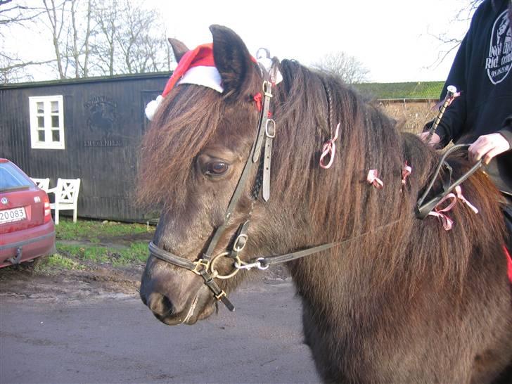 Islænder Glossa fra Mellemholm  - Glossa julen 2006 <3 billede 15