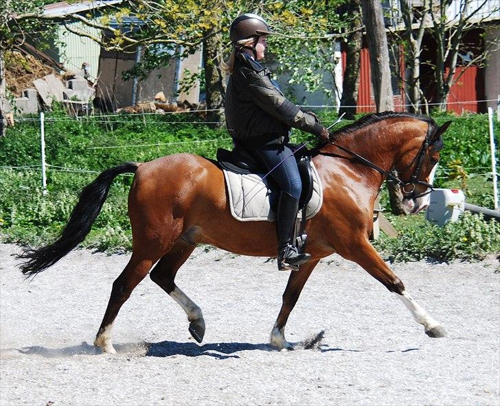 Anden særlig race Popeye B-PONY billede 1