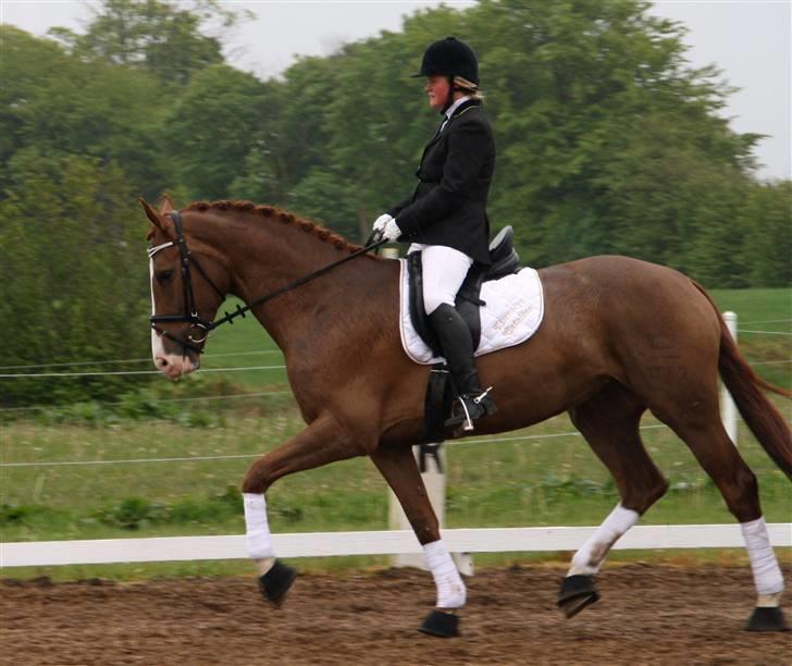 Dansk Varmblod Tjørnelys Catalina - Stævne på Hedelykke billede 5
