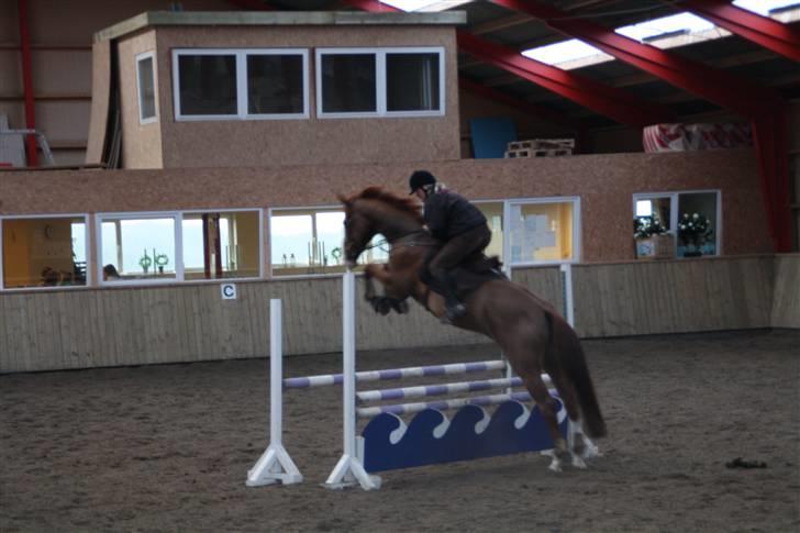 Dansk Varmblod Tjørnelys Catalina - hop siger vi. billede 7