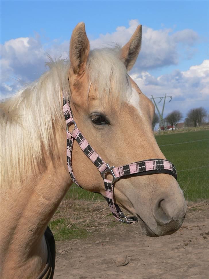 Quarter Tes Twinkie Winkie billede 1