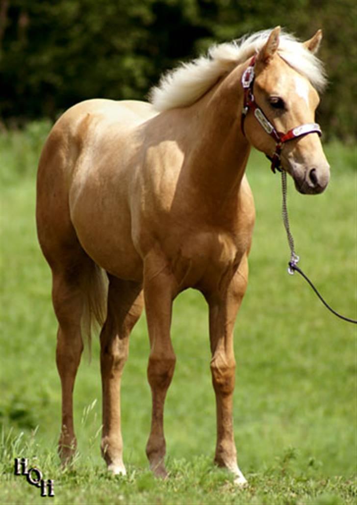 Quarter Tes Twinkie Winkie billede 2