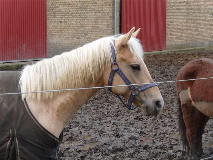 Quarter Tes Twinkie Winkie billede 3