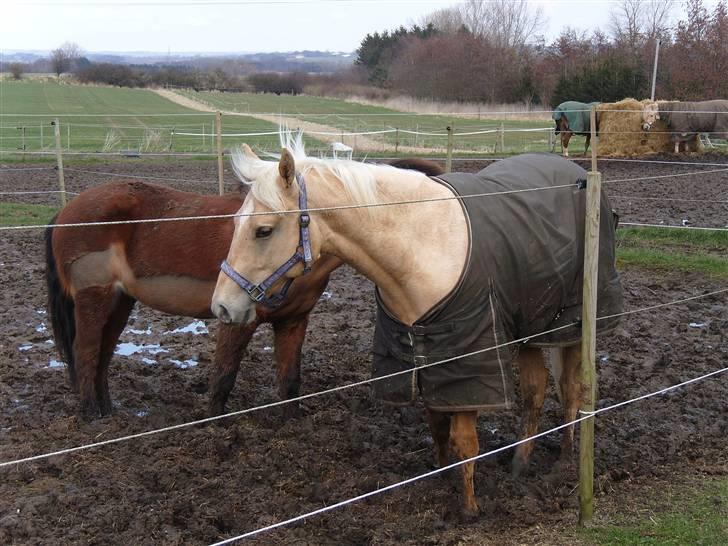 Quarter Tes Twinkie Winkie billede 4