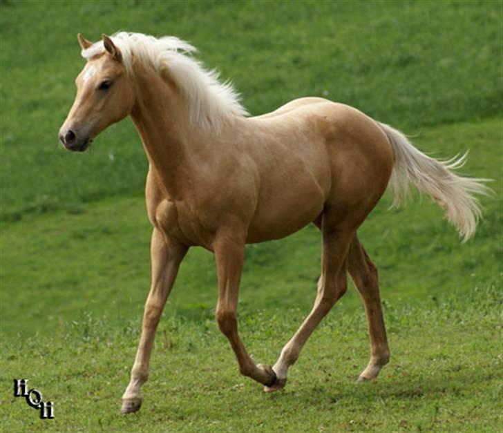 Quarter Tes Twinkie Winkie billede 5