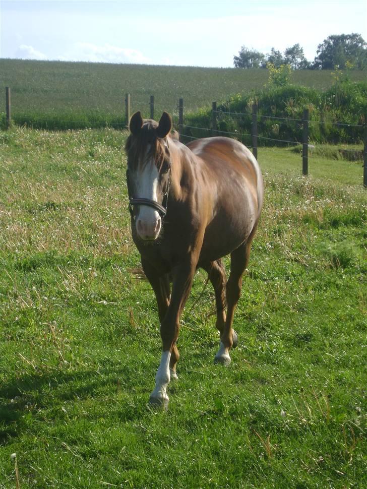 DSP Pascal * B-pony* billede 5