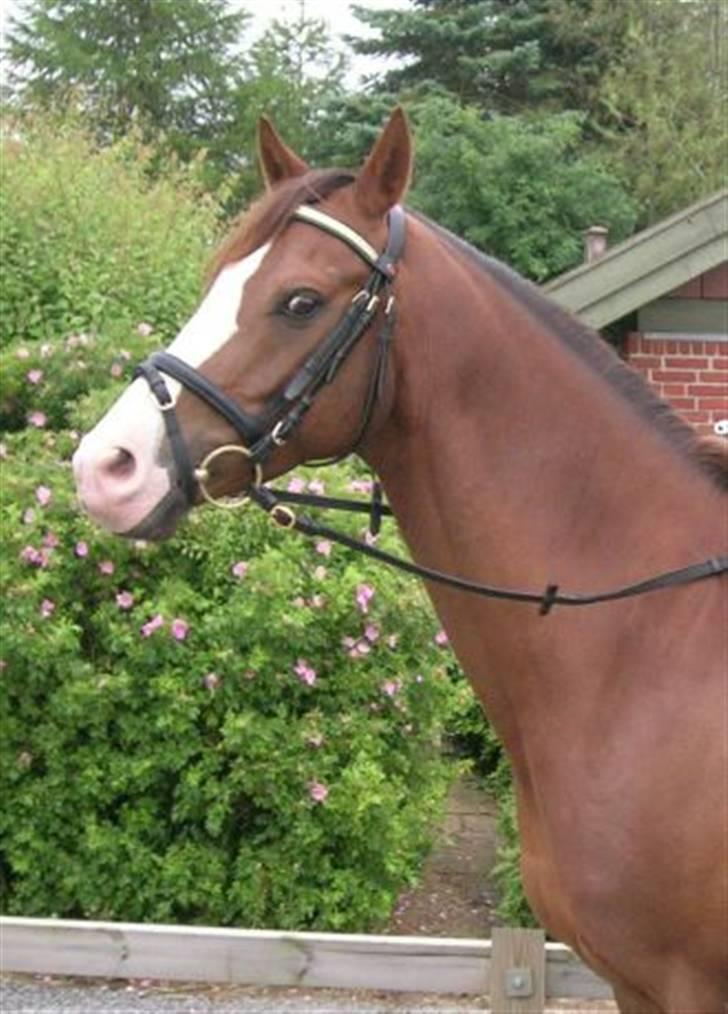 DSP Pascal * B-pony* billede 6
