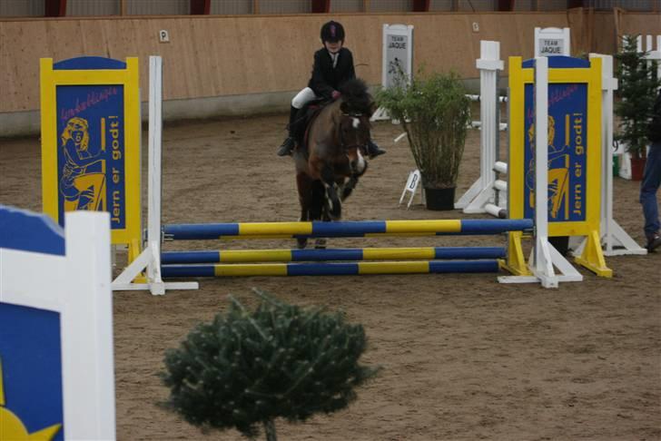 New Forest Stella Nova billede 1