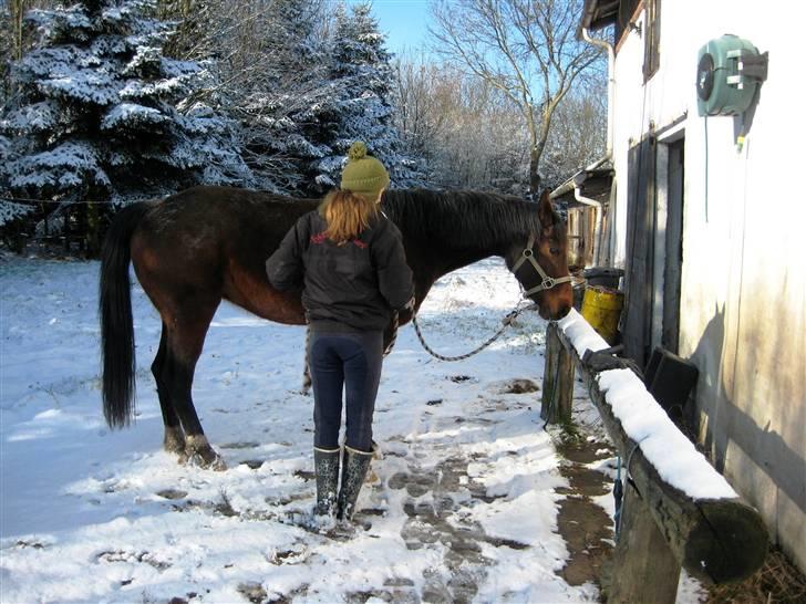 Dansk Varmblod   Victoria~Rest In Peace† - Nr. 17.  Vikke i sneen, skulle til at strigles.. billede 17