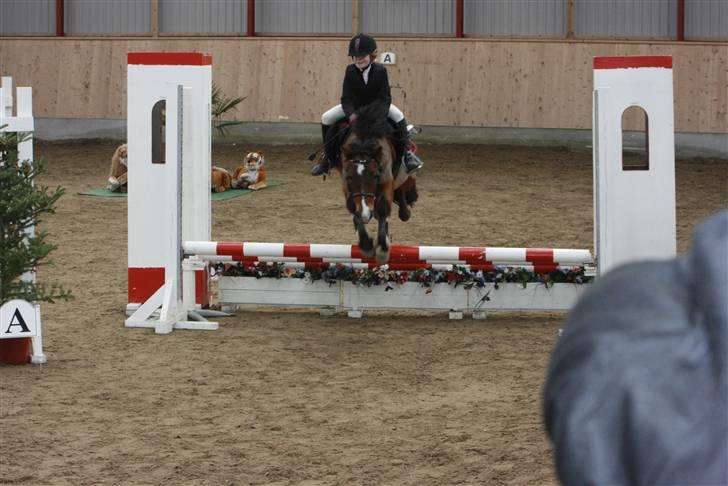 New Forest Stella Nova billede 2