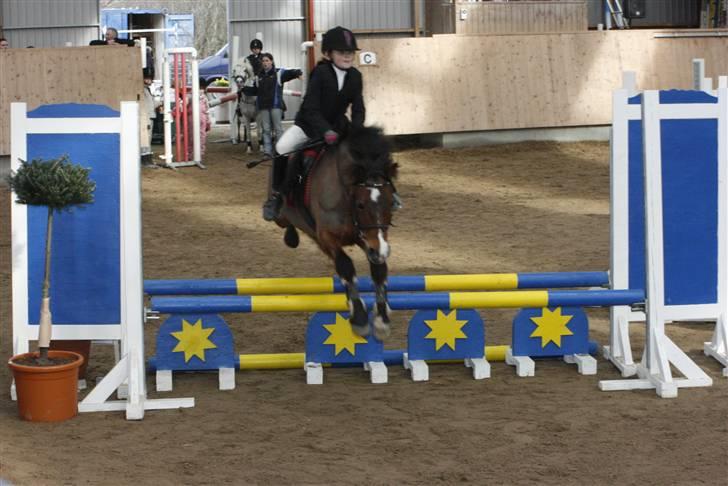 New Forest Stella Nova billede 3