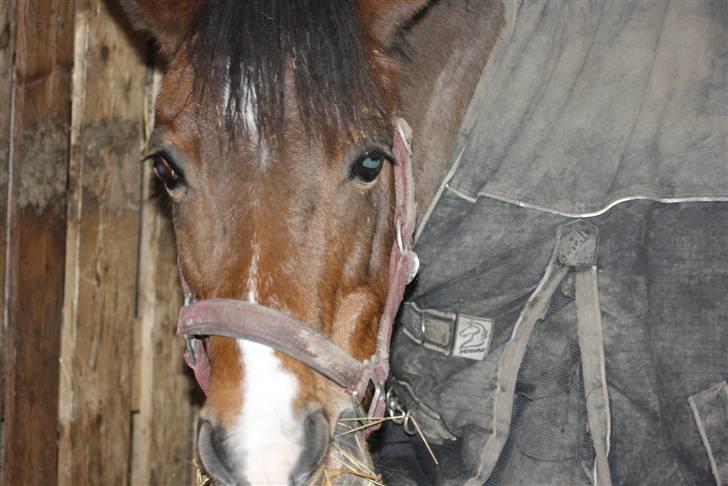 New Forest Stella Nova billede 4