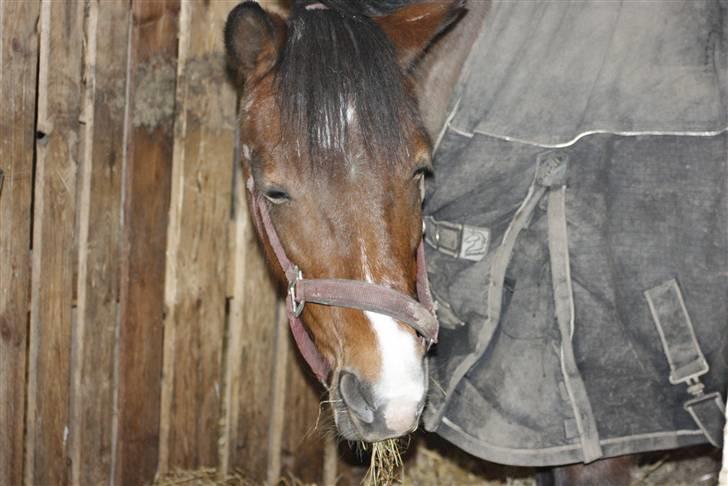 New Forest Stella Nova billede 5