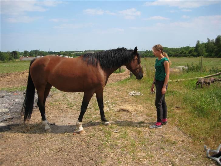 Dansk Varmblod   Victoria~Rest In Peace† - Nr. 19. Du var da en dejlig hest, helt klart. Og dog savner jeg dig ikke, for vi havde intet kærlighedsforhold, men jeg savner alle de ting vi aldrig nåede at udrette sammen? Vi fik aldrig åbnet op for hinanden, du var altid lukket. billede 19