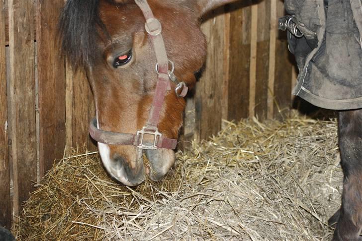 New Forest Stella Nova billede 6