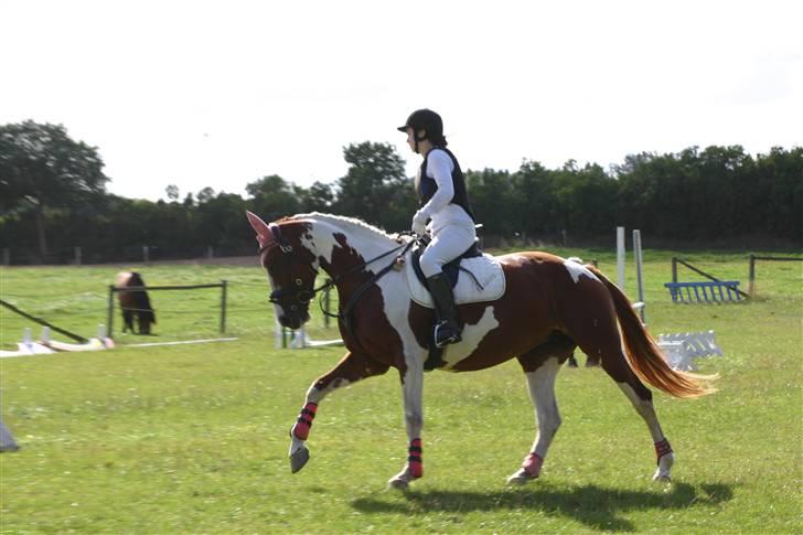 Pinto Shakira - venter på start på springbane 13/9-09  Foto: Joan Kvolbæk billede 18