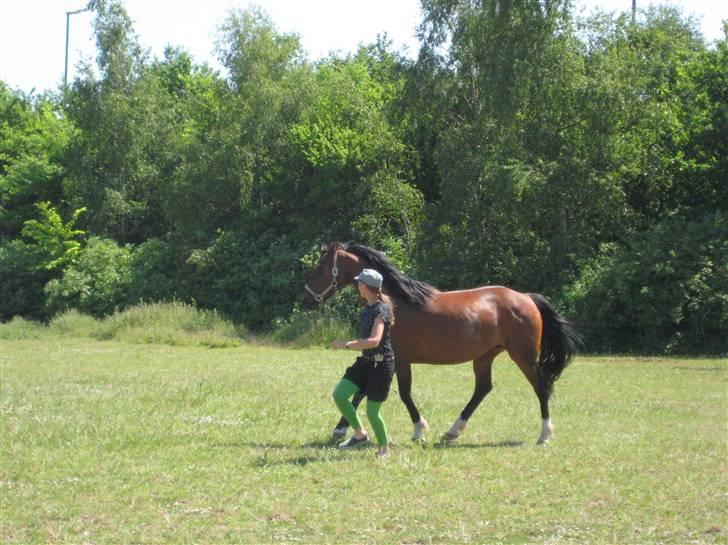 Dansk Varmblod   Victoria~Rest In Peace† - Nr. 20.  Runn babe, runn <3 billede 20
