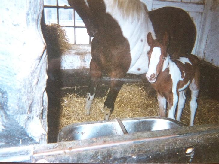 Pinto Shakira - Shakira 20 dage gammel billede 19