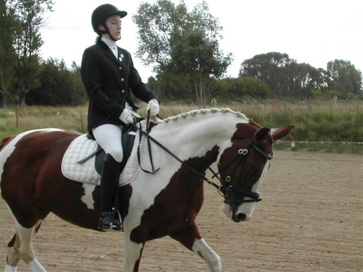 Pinto Shakira - LB1 dressur 12/9-09 billede 20