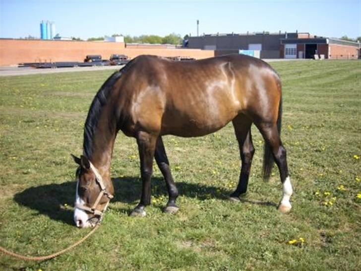 Anden særlig race Dana ( R.I.P. ) - En slapper på en dejlig dag :-) billede 1