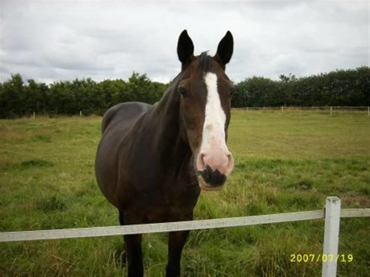 Anden særlig race Dana ( R.I.P. ) - En dejlig dag på sommergræs i 2007. Dana havde fået noget soleksem på mulen, og var derfor storforbruger af solcreme hele somren:-} billede 3