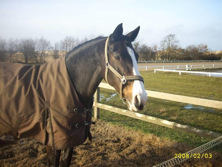 Anden særlig race Dana ( R.I.P. ) billede 4