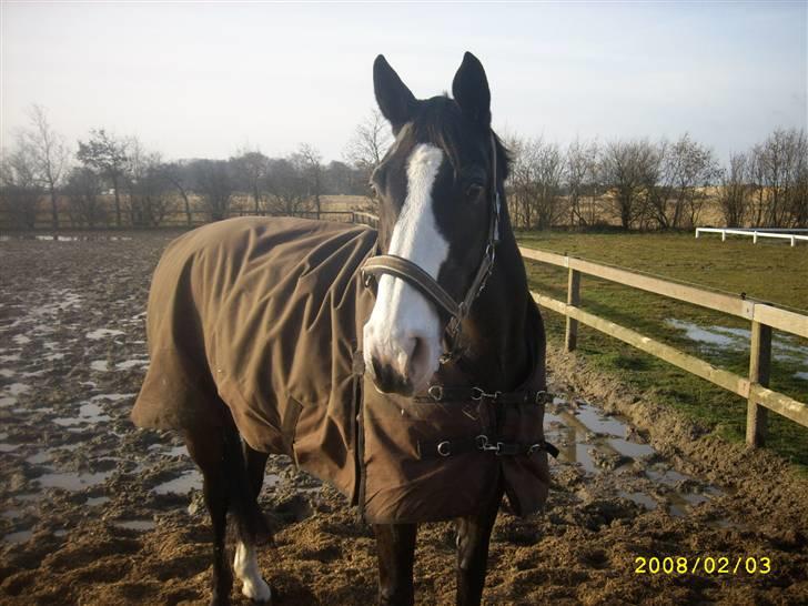 Anden særlig race Dana ( R.I.P. ) billede 5