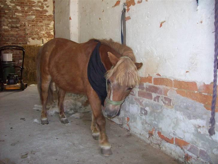 Shetlænder Fanny  - 18#  Super Fannyyyy :b Foto: JGM 2009. billede 18