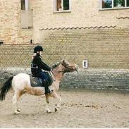 Shetlænder Tot ''Gammel part''