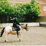 Shetlænder Tot ''Gammel part''