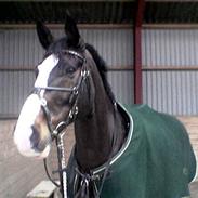 Dansk Varmblod Roci Enemærke