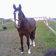 Dansk Varmblod Roci Enemærke